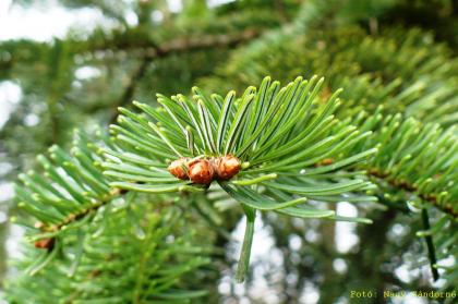 Abies nordmanniana